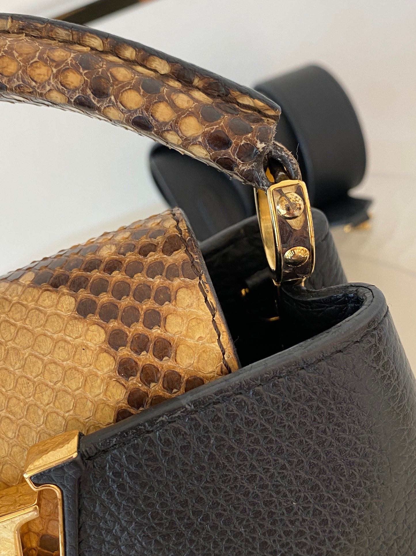 Mini Python Capuccine