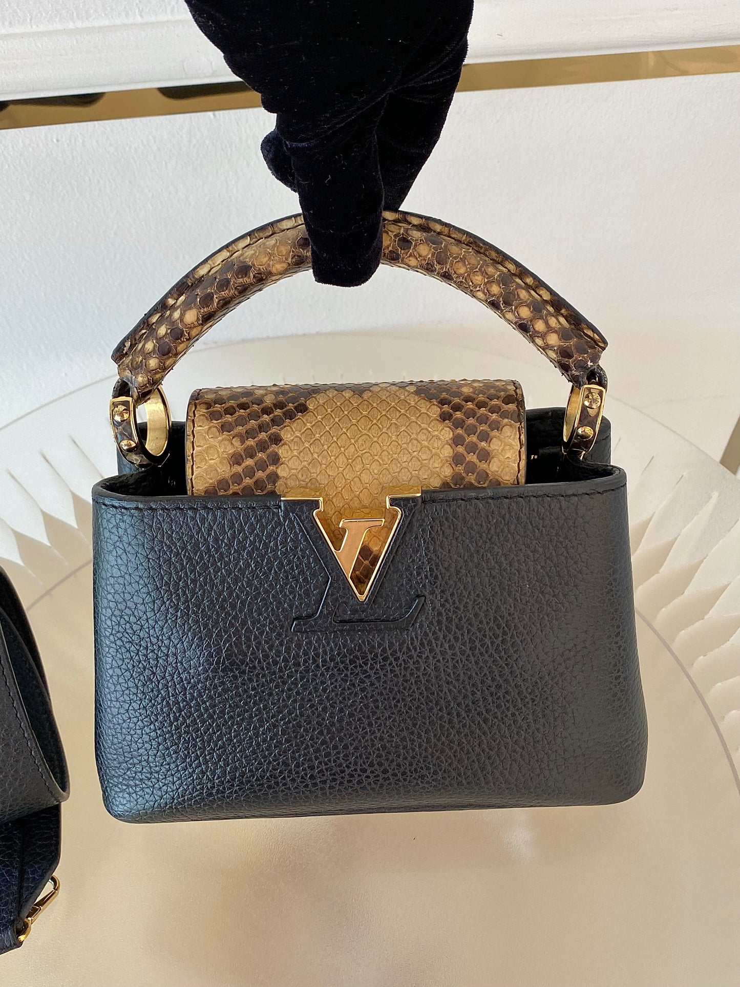 Mini Python Capuccine